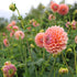 Tips for gardening without chemicals