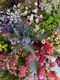 A bucket of seasonal, British grown eco friendly flowers available for collection, for you to arrange as you please. Perfect for DIY wedding flowers, parties, thank yous. English country flowers from our cut flower farm in Somerset.