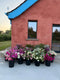 o have success with flowers from your garden first you need to know how to cut and condition them successfully.  Join Georgie for this online demo full of cutting and conditioning chat: when to cut flowers, how to cut flowers, what is searing, why cut at an angle, how to treat woody and sappy stems differently.