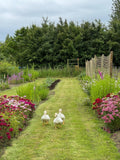 Biennial seed sown in summer will give you a great display of flowers through spring and early summer the following year. Join Georgie Newbery of Common Farm Flowers for this online demo, full of tipson sowing, pricking out and planting out biennials  and your garden next spring will be the envy of your neighbours.