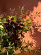 Join flower farmer florist Georgie Newbery of Common Farm Flowers for this demo where she’ll talk about the place foliage demands in floristry, recommends good varieties to grow, discusses cutting and conditioning, demonstrates with some lovely autumn foliage cut from her own fields that day. Foliage for floristry. 