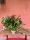 Join flower farmer florist Georgie Newbery of Common Farm Flowers for this demo where she’ll talk about the place foliage demands in floristry, recommends good varieties to grow, discusses cutting and conditioning, demonstrates with some lovely autumn foliage cut from her own fields that day. Foliage for floristry. 