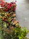 The Prepping Wedding Flowers Demo (online)
