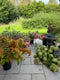 If you’re planning to cut and arrange your own wedding flowers join flower farmer and florist Georgie Newbery for this online demo showing you how to work out your stem count for cutting, your timings for conditioning and floristry, and top tips for getting the flowers done in plenty of time before the wedding.  