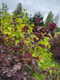 Join flower farmer and florist Georgie Newbery for this inspiring demo and she’ll take you through the principles you can apply when choosing shrubs and perennials for cutting, as well as give you great ideas and resources, and tips for managing your collection once it’s planted to ensure years of plenty of cut material throughout the season.