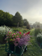 Join flower farmer and florist Georgie Newbery for this inspiring demo and she’ll take you through the principles you can apply when choosing shrubs and perennials for cutting, as well as give you great ideas and resources, and tips for managing your collection once it’s planted to ensure years of plenty of cut material throughout the season.