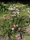 Join flower farmer and florist Georgie Newbery for this inspiring demo and she’ll take you through the principles you can apply when choosing shrubs and perennials for cutting, as well as give you great ideas and resources, and tips for managing your collection once it’s planted to ensure years of plenty of cut material throughout the season.