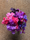 Join Georgie for this online demonstration, and you can get ahead with your sweet peas sowing for your next crop!


Georgie will&nbsp;chat through the varieties she's&nbsp;planning to grow&nbsp;this&nbsp;coming&nbsp;year, the best way to prepare the ground, how many to sow, how often to sow, how many flowers per plant you can expect, how to achieve long stems, and how long can you expect the plants to go on flowering.