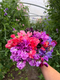 Join Georgie for this online demonstration, and you can get ahead with your sweet peas sowing for your next crop!


Georgie will&nbsp;chat through the varieties she's&nbsp;planning to grow&nbsp;this&nbsp;coming&nbsp;year, the best way to prepare the ground, how many to sow, how often to sow, how many flowers per plant you can expect, how to achieve long stems, and how long can you expect the plants to go on flowering.