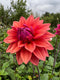 Book two of our flower growing workshops at a reduced cost, an ideal combination if you want to learn more about growing these two very popular flowers, ensuring a wonderful crop of roses, then dahlias, whether you are growing for profit or pleasure - from early in the season through to the very first frosts.   