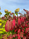 Join flower farmer florist Georgie Newbery of Common Farm Flowers for this demo where she’ll talk about the place foliage demands in floristry, recommends good varieties to grow, discusses cutting and conditioning, demonstrates with some lovely autumn foliage cut from her own fields that day. Foliage for floristry. 