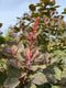 Join flower farmer florist Georgie Newbery of Common Farm Flowers for this demo where she’ll talk about the place foliage demands in floristry, recommends good varieties to grow, discusses cutting and conditioning, demonstrates with some lovely autumn foliage cut from her own fields that day. Foliage for floristry. 