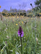 The Perennial Wildflower Meadow Workshop (at the farm)