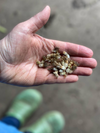 Why buy seeds year after year when your own garden is brimming with treasure?
Join Georgie for her seed saving demo and she will show you how to save, clean and store seed so you can fill your garden for free, season after season.