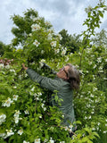 Develop your flower farming skills on this intensive three day course delivered by flower farmer and florist Georgie Newbery on her Somerset flower farm. Georgie will share all her extensive experience with you as a flower farmer and florist, growing eco friendly, sustainable flowers.
