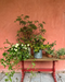 The Perennials and Foliage Duo of Demos (online)