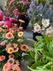 Book all three of our flower growing demos, sweet pea, sowing annuals & sowing biennials, at a reduced cost. An ideal combination for those who want to learn about sowing & growing a range of flowers, with tips from Georgie that will help you have great germination and successful crops, sometimes more than once a year.