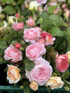 Join flower farmer florist Georgie Newbery as she shows you how to grow, harvest and arrange with roses. Find out about the collection of roses grown at Common Farm Flowers,why she has chosen this mix. With a fun demo to finish, this is a session for people who want to grow flowers for cutting and garden floristry. 