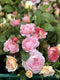 Join flower farmer florist Georgie Newbery as she shows you how to grow, harvest and arrange with roses. Find out about the collection of roses grown at Common Farm Flowers,  why she has chosen this mix. With a fun demo to finish, this is a session for people who want to grow flowers for cutting and garden floristry. 