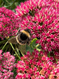 Have you ever wanted to know more about the wild bees and pollinators in your flower garden? Well, now’s your chance. Join Bee champion, author and award winning writer, Jean Vernon for a bees and pollinator walk around the gardens of Common Farm Flowers. 