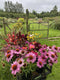 A DIY bucket of cut flowers available for collection, for you to arrange for your wedding as you please. Perfect for DIY wedding flowers, whether it's for your bouquet, buttonholes, jam jar posies or to dress your venue. Wedding flowers by Somerset florist, Common Farm Flowers.