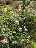Somerset florist & flower farmer Georgie Newbery will show you the essentials for creating a successful cut flower patch on this online workshop. Find out how to make best use of space, how to create soil your plants will love, what to plant & where, top tips for varieties and percentage use of space per kind of plant.