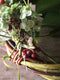 Join Flower Farmer and Florist Georgie Newbery as she shows you how to make a fabulous autumn wreath out of entirely foraged materials from her gardens at Common Farm in Somerset. Using twigs and berries, seed heads, foliage, and dried flowers, she’ll show you how to twist together a rustic circle of twigs, and how to create a garland of goodies with which to dress it.