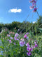 Join Georgie for this Friday afternoon demonstration, and you can get ahead with your sweet peas sowing for your 2021 crop!   Georgie will chat through the varieties she's growing this year, the best way to prepare the ground, how many to sow, how often to sow, how many flowers per plant you can expect, how to achieve long stems, and how long can you expect the plants to go on flowering. 