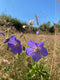 Spend a half day at Common Farm Flowers in Somerset, where their 3/4 acre wildflower meadow has been created with loving care and attention over the past twelve years and learn how you can do this yourself - no matter the size of your plot.  Somerset eco florist and sustainable flower farmer.