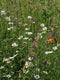 Spend a half day at Common Farm Flowers in Somerset, where their 3/4 acre wildflower meadow has been created with loving care and attention over the past twelve years and learn how you can do this yourself - no matter the size of your plot. Somerset eco florist and sustainable flower farmer.