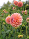 Join Georgie Newbery, eco flower farmer and sustainable florist online for a virtual walk around the dahlia field at Common Farm Flowers. The online workshop will also feature a demo on how to propagate, grow, and look after dahlia plants to ensure you have a breathtaking display all summer long. 