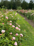Join Georgie for an online session where she goes through everything you need to know about growing roses for cutting: from curating your choices, ordering, bed prep & planting, feeding & watering, managing build-up of pests & disease, cutting, conditioning & creating with these most classic of garden cut flowers.