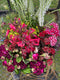 Join Georgie Newbery as she helps you list what to consider when deciding wholesale prices for your flowers.  With the season coming towards us at a gallop let’s think about where the value is, and how you can put a price on time plus ground plus bloom plus conditioning.  What will you charge per stem?  Will you deliver?  How will you educate your customers to get the very best out of your flowers?  