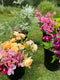 Join Georgie Newbery as she helps you list what to consider when deciding wholesale prices for your flowers.  With the season coming towards us at a gallop let’s think about where the value is, and how you can put a price on time plus ground plus bloom plus conditioning.  What will you charge per stem?  Will you deliver?  How will you educate your customers to get the very best out of your flowers?  