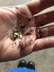 Biennial seed sown in summer will give you a great display of flowers through spring and early summer the following year. Join Georgie Newbery of Common Farm Flowers for this online demo, full of tipson sowing, pricking out and planting out biennials  and your garden next spring will be the envy of your neighbours.
