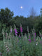 Biennial seed sown in summer will give you a great display of flowers through spring and early summer the following year. Join Georgie Newbery of Common Farm Flowers for this online demo, full of tipson sowing, pricking out and planting out biennials  and your garden next spring will be the envy of your neighbours.