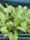 Join Georgie as she guides you through the steps to take when planting out seedlings. From hardening off, bed prep, watering, frost protection, shading, Georgie has many tips & tricks for making sure your trays of carefully grown seedlings survive the transfer into their growing position & flourish through the season.