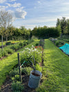 Join Georgie as she guides you through the steps to take when planting out seedlings. From hardening off, bed prep, watering, frost protection, shading, Georgie has many tips & tricks for making sure your trays of carefully grown seedlings survive the transfer into their growing position & flourish through the season.